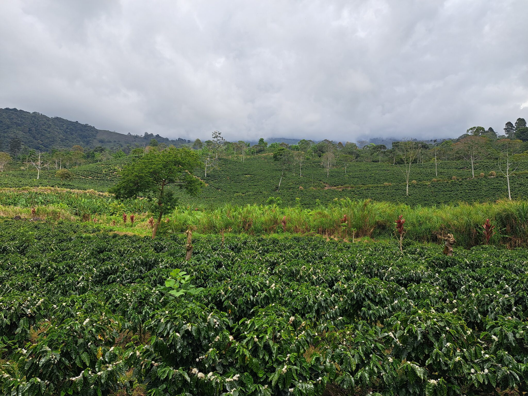 Costa Rica Aquiares Estate Visiting The Farm Jaunty Goat